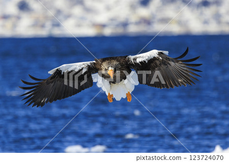 King of the sea, messenger of drift ice, Steller's sea eagle, photographed in Rausu Town, Menashi District, Hokkaido 123724070