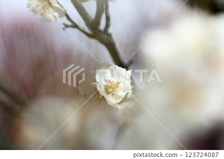 早春梅花 123724087