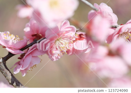 早春梅花 123724090