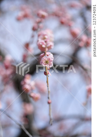 早春梅花 123724091