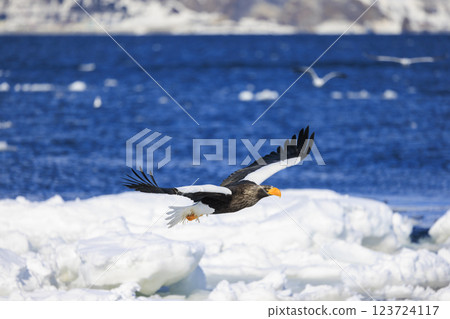 King of the sea, messenger of drift ice, Steller's sea eagle, photographed in Rausu Town, Menashi District, Hokkaido King of the sea, messenger of drift ice, Steller's sea eagle, photographed in Rausu Town, Menashi District, Hokkaido 123724117