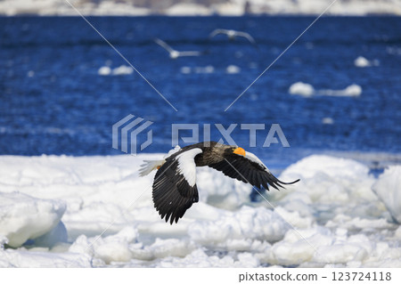 King of the sea, messenger of drift ice, Steller's sea eagle, photographed in Rausu Town, Menashi District, Hokkaido 123724118
