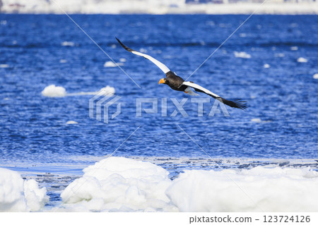 海上之王、流冰使者、虎頭海雕,拍攝於北海道目梨郡羅臼町 海上之王、流冰使者、虎頭海雕,拍攝於北海道目梨郡羅臼町 123724126