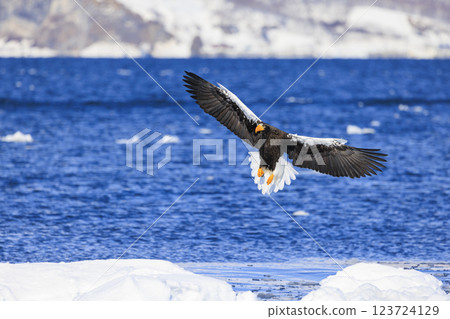 King of the sea, messenger of drift ice, Steller's sea eagle, photographed in Rausu Town, Menashi District, Hokkaido King of the sea, messenger of drift ice, Steller's sea eagle, photographed in Rausu Town, Menashi District, Hokkaido 123724129