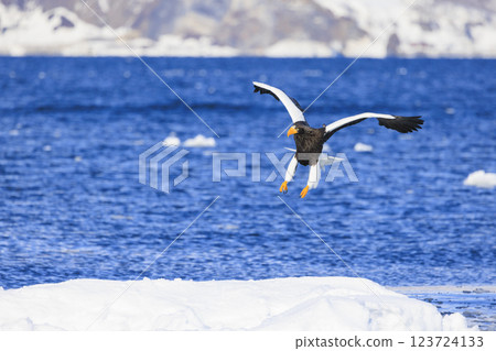 海上之王、流冰使者、虎頭海雕，拍攝於北海道目梨郡羅臼町 123724133