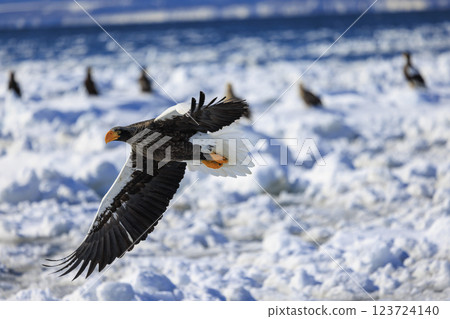 King of the sea, messenger of drift ice, Steller's sea eagle, photographed in Rausu Town, Menashi District, Hokkaido King of the sea, messenger of drift ice, Steller's sea eagle, photographed in Rausu Town, Menashi District, Hokkaido 123724140