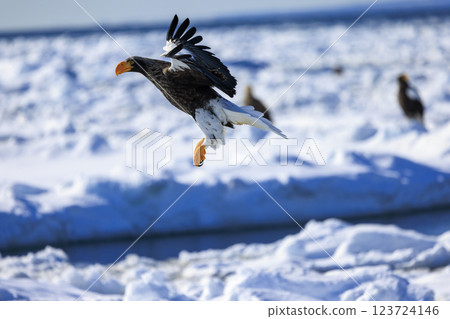 King of the sea, messenger of drift ice, Steller's sea eagle, photographed in Rausu Town, Menashi District, Hokkaido 123724146