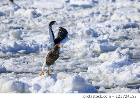 King of the sea, messenger of drift ice, Steller's sea eagle, photographed in Rausu Town, Menashi District, Hokkaido 123724152