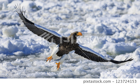 King of the sea, messenger of drift ice, Steller's sea eagle, photographed in Rausu Town, Menashi District, Hokkaido 123724153