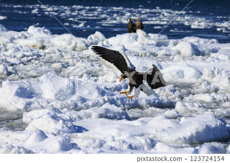 King of the sea, messenger of drift ice, Steller's sea eagle, photographed in Rausu Town, Menashi District, Hokkaido King of the sea, messenger of drift ice, Steller's sea eagle, photographed in Rausu Town, Menashi District, Hokkaido 123724154