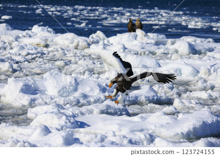 King of the sea, messenger of drift ice, Steller's sea eagle, photographed in Rausu Town, Menashi District, Hokkaido King of the sea, messenger of drift ice, Steller's sea eagle, photographed in Rausu Town, Menashi District, Hokkaido 123724155