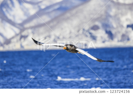 King of the sea, messenger of drift ice, Steller's sea eagle, photographed in Rausu Town, Menashi District, Hokkaido King of the sea, messenger of drift ice, Steller's sea eagle, photographed in Rausu Town, Menashi District, Hokkaido 123724156