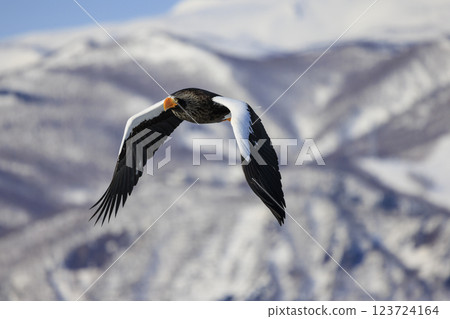 海上之王、流冰使者、虎頭海雕，拍攝於北海道目梨郡羅臼町 123724164