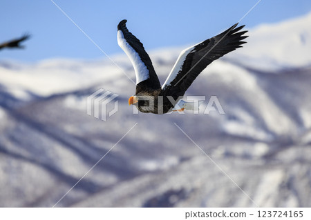 King of the sea, messenger of drift ice, Steller's sea eagle, photographed in Rausu Town, Menashi District, Hokkaido King of the sea, messenger of drift ice, Steller's sea eagle, photographed in Rausu Town, Menashi District, Hokkaido 123724165