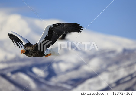 King of the sea, messenger of drift ice, Steller's sea eagle, photographed in Rausu Town, Menashi District, Hokkaido 123724168