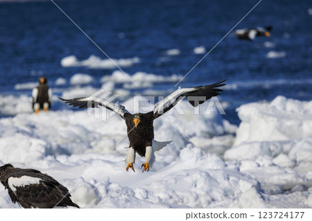 海上之王、流冰使者、虎頭海雕，拍攝於北海道目梨郡羅臼町 123724177