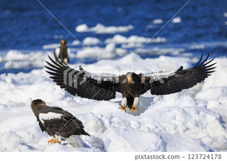 海上之王、流冰使者、虎頭海雕，拍攝於北海道目梨郡羅臼町 123724178