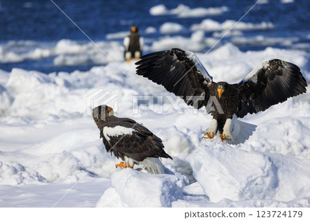 海上之王、流冰使者、虎頭海雕,拍攝於北海道目梨郡羅臼町 海上之王、流冰使者、虎頭海雕,拍攝於北海道目梨郡羅臼町 123724179