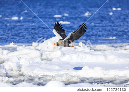 海上之王、流冰使者、虎頭海雕，拍攝於北海道目梨郡羅臼町 123724180