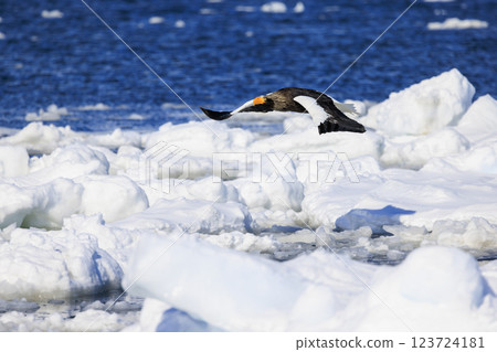 海上之王、流冰使者、虎頭海雕，拍攝於北海道目梨郡羅臼町 123724181