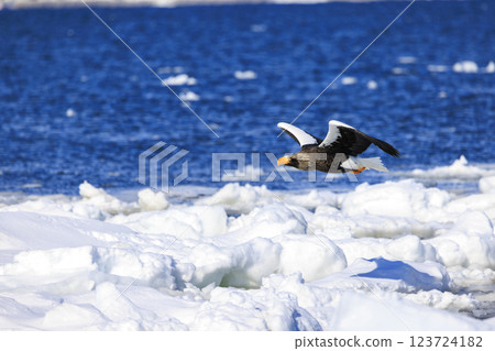 King of the sea, messenger of drift ice, Steller's sea eagle, photographed in Rausu Town, Menashi District, Hokkaido 123724182