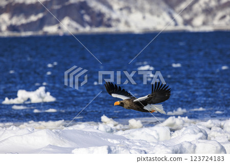 King of the sea, messenger of drift ice, Steller's sea eagle, photographed in Rausu Town, Menashi District, Hokkaido 123724183