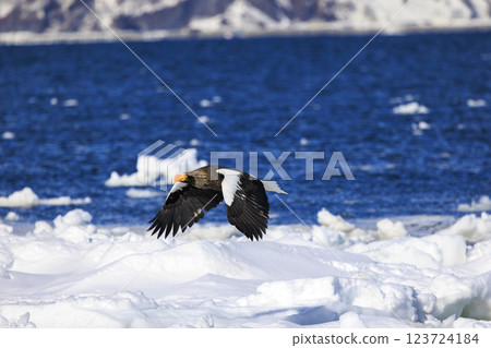 King of the sea, messenger of drift ice, Steller's sea eagle, photographed in Rausu Town, Menashi District, Hokkaido King of the sea, messenger of drift ice, Steller's sea eagle, photographed in Rausu Town, Menashi District, Hokkaido 123724184