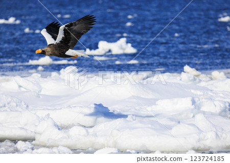 King of the sea, messenger of drift ice, Steller's sea eagle, photographed in Rausu Town, Menashi District, Hokkaido King of the sea, messenger of drift ice, Steller's sea eagle, photographed in Rausu Town, Menashi District, Hokkaido 123724185