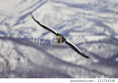 King of the sea, messenger of drift ice, Steller's sea eagle, photographed in Rausu Town, Menashi District, Hokkaido King of the sea, messenger of drift ice, Steller's sea eagle, photographed in Rausu Town, Menashi District, Hokkaido 123724186