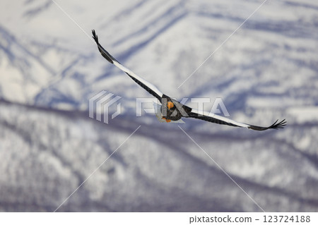 King of the sea, messenger of drift ice, Steller's sea eagle, photographed in Rausu Town, Menashi District, Hokkaido King of the sea, messenger of drift ice, Steller's sea eagle, photographed in Rausu Town, Menashi District, Hokkaido 123724188