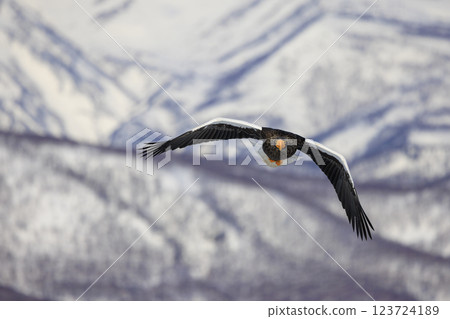 King of the sea, messenger of drift ice, Steller's sea eagle, photographed in Rausu Town, Menashi District, Hokkaido King of the sea, messenger of drift ice, Steller's sea eagle, photographed in Rausu Town, Menashi District, Hokkaido 123724189