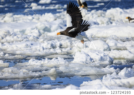 King of the sea, messenger of drift ice, Steller's sea eagle, photographed in Rausu Town, Menashi District, Hokkaido King of the sea, messenger of drift ice, Steller's sea eagle, photographed in Rausu Town, Menashi District, Hokkaido 123724193