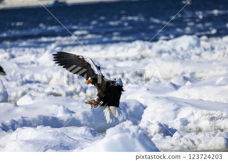 海上之王、流冰使者、虎頭海雕，拍攝於北海道目梨郡羅臼町 123724203