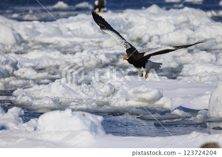 King of the sea, messenger of drift ice, Steller's sea eagle, photographed in Rausu Town, Menashi District, Hokkaido 123724204