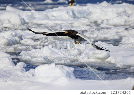 King of the sea, messenger of drift ice, Steller's sea eagle, photographed in Rausu Town, Menashi District, Hokkaido 123724205