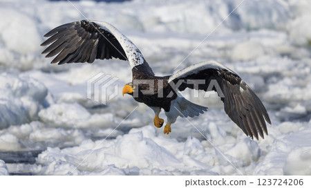 King of the sea, messenger of drift ice, Steller's sea eagle, photographed in Rausu Town, Menashi District, Hokkaido King of the sea, messenger of drift ice, Steller's sea eagle, photographed in Rausu Town, Menashi District, Hokkaido 123724206
