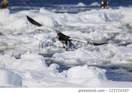 King of the sea, messenger of drift ice, Steller's sea eagle, photographed in Rausu Town, Menashi District, Hokkaido 123724207