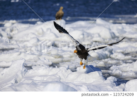 King of the sea, messenger of drift ice, Steller's sea eagle, photographed in Rausu Town, Menashi District, Hokkaido 123724209