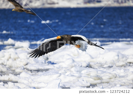 King of the sea, messenger of drift ice, Steller's sea eagle, photographed in Rausu Town, Menashi District, Hokkaido King of the sea, messenger of drift ice, Steller's sea eagle, photographed in Rausu Town, Menashi District, Hokkaido 123724212