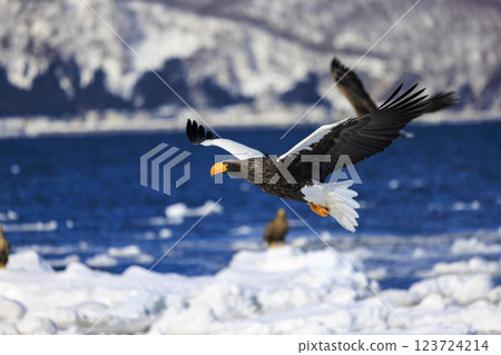 King of the sea, messenger of drift ice, Steller's sea eagle, photographed in Rausu Town, Menashi District, Hokkaido King of the sea, messenger of drift ice, Steller's sea eagle, photographed in Rausu Town, Menashi District, Hokkaido 123724214