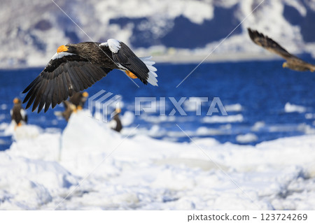 King of the sea, messenger of drift ice, Steller's sea eagle, photographed in Rausu Town, Menashi District, Hokkaido King of the sea, messenger of drift ice, Steller's sea eagle, photographed in Rausu Town, Menashi District, Hokkaido 123724269