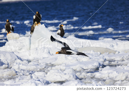 King of the sea, messenger of drift ice, Steller's sea eagle, photographed in Rausu Town, Menashi District, Hokkaido 123724273