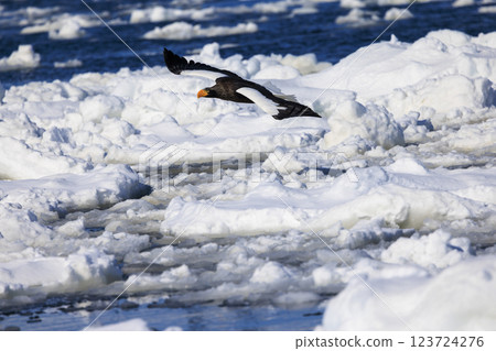 King of the sea, messenger of drift ice, Steller's sea eagle, photographed in Rausu Town, Menashi District, Hokkaido King of the sea, messenger of drift ice, Steller's sea eagle, photographed in Rausu Town, Menashi District, Hokkaido 123724276
