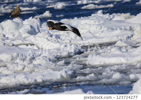 海上之王、流冰使者、虎頭海雕,拍攝於北海道目梨郡羅臼町 海上之王、流冰使者、虎頭海雕,拍攝於北海道目梨郡羅臼町 123724277