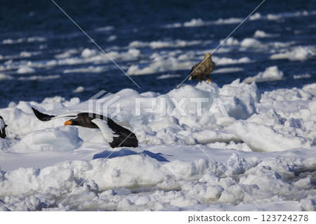 King of the sea, messenger of drift ice, Steller's sea eagle, photographed in Rausu Town, Menashi District, Hokkaido 123724278