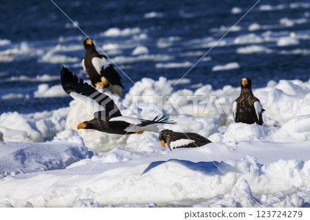 King of the sea, messenger of drift ice, Steller's sea eagle, photographed in Rausu Town, Menashi District, Hokkaido King of the sea, messenger of drift ice, Steller's sea eagle, photographed in Rausu Town, Menashi District, Hokkaido 123724279
