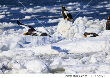 King of the sea, messenger of drift ice, Steller's sea eagle, photographed in Rausu Town, Menashi District, Hokkaido King of the sea, messenger of drift ice, Steller's sea eagle, photographed in Rausu Town, Menashi District, Hokkaido 123724280
