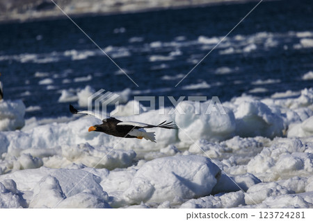 King of the sea, messenger of drift ice, Steller's sea eagle, photographed in Rausu Town, Menashi District, Hokkaido King of the sea, messenger of drift ice, Steller's sea eagle, photographed in Rausu Town, Menashi District, Hokkaido 123724281