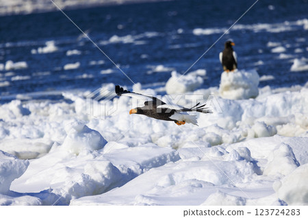 King of the sea, messenger of drift ice, Steller's sea eagle, photographed in Rausu Town, Menashi District, Hokkaido 123724283