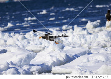 King of the sea, messenger of drift ice, Steller's sea eagle, photographed in Rausu Town, Menashi District, Hokkaido King of the sea, messenger of drift ice, Steller's sea eagle, photographed in Rausu Town, Menashi District, Hokkaido 123724284